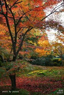 枫红层层,枫红层层映秋韵